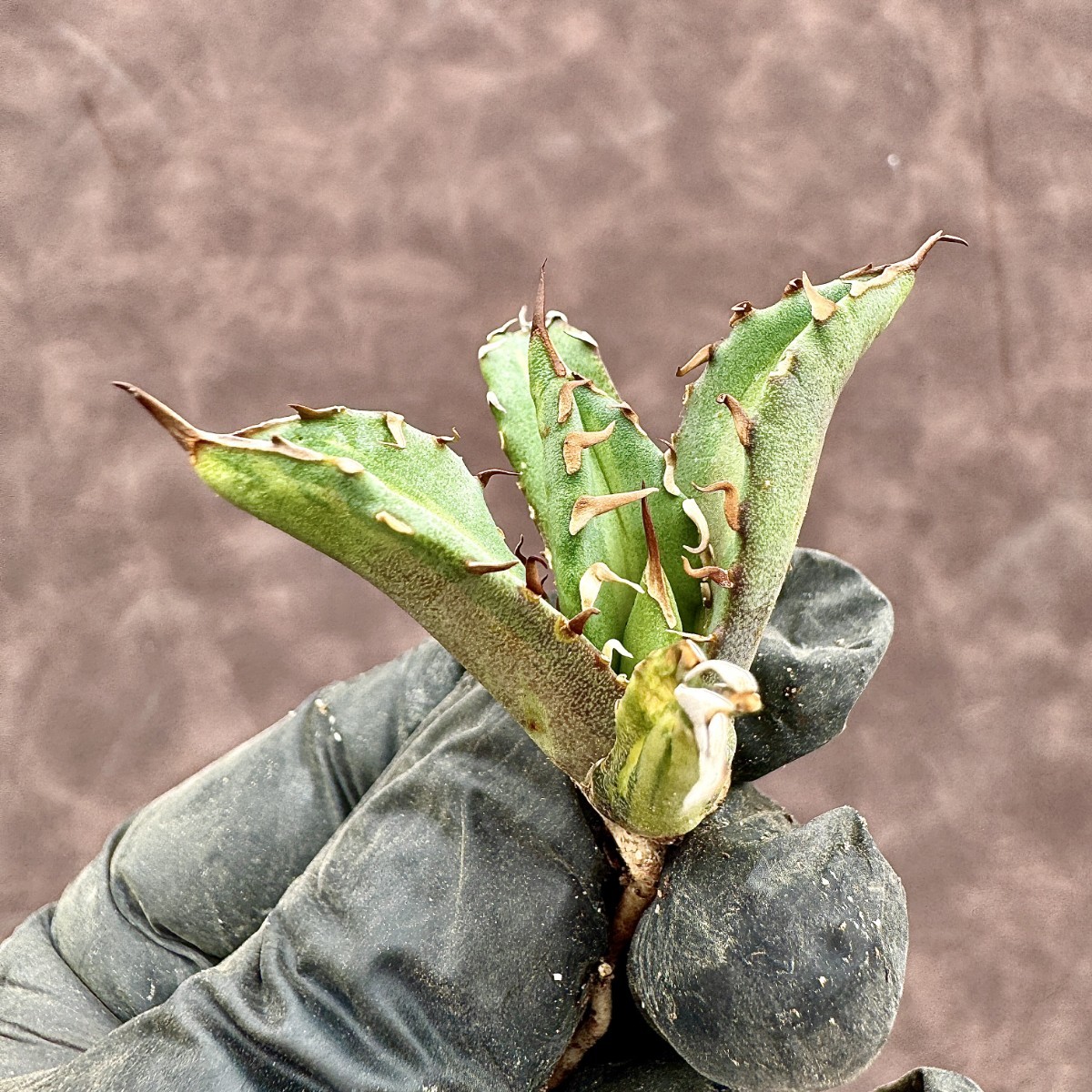 Lj_plants】 アガベ チタノタ 姫厳竜錦 極上斑入り 白中斑 希少株 子株