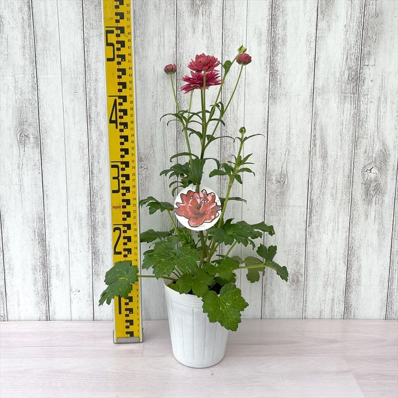 ラナンキュラス ランドセルシリーズ ソルトムーン あずき C 12cmポット 植物 現品_2