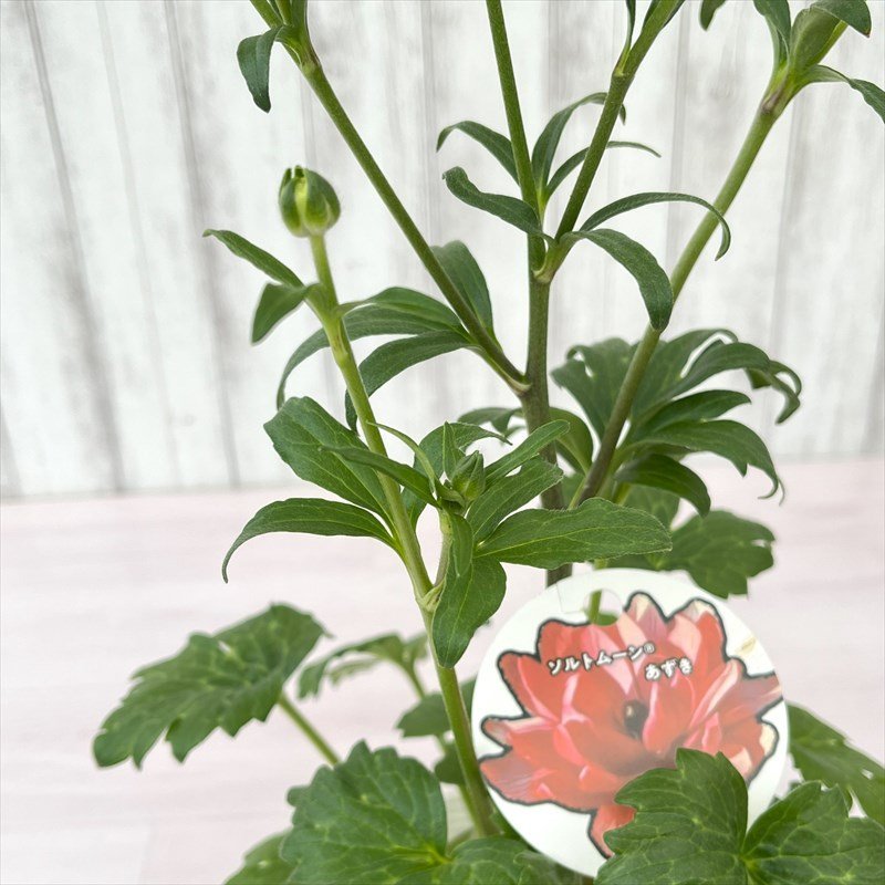 ラナンキュラス ランドセルシリーズ ソルトムーン あずき C 12cmポット 植物 現品_3