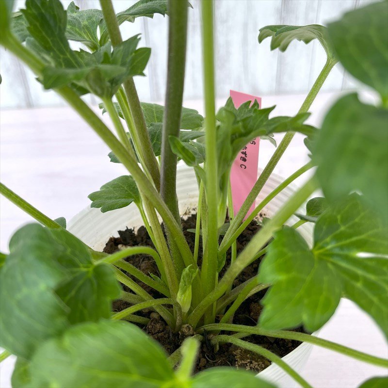 ラナンキュラス ランドセルシリーズ ソルトムーン あずき C 12cmポット 植物 現品_4