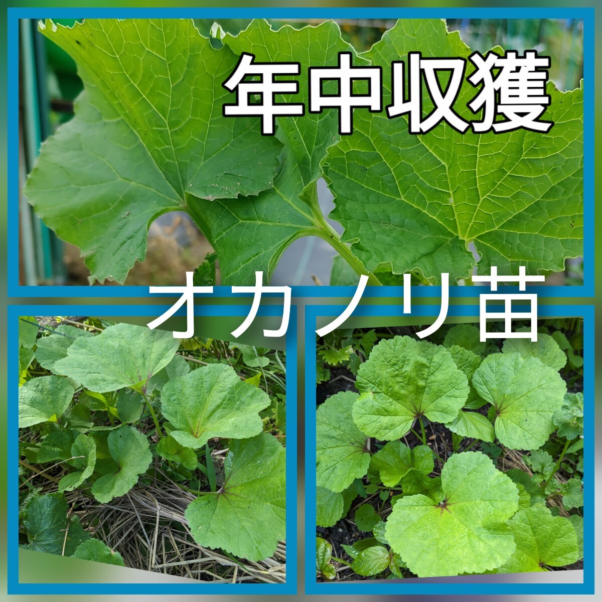 おかのり苗５株　 家庭菜園　農薬不使用　年中収穫　栄養健康野菜　焼き肉　_1