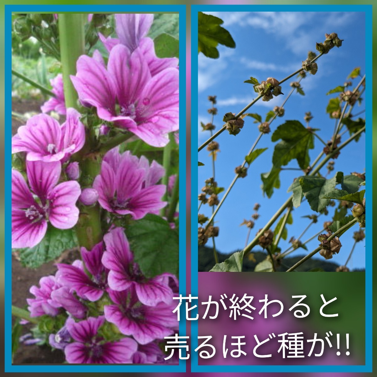 おかのり苗５株　 家庭菜園　農薬不使用　年中収穫　栄養健康野菜　焼き肉　_3