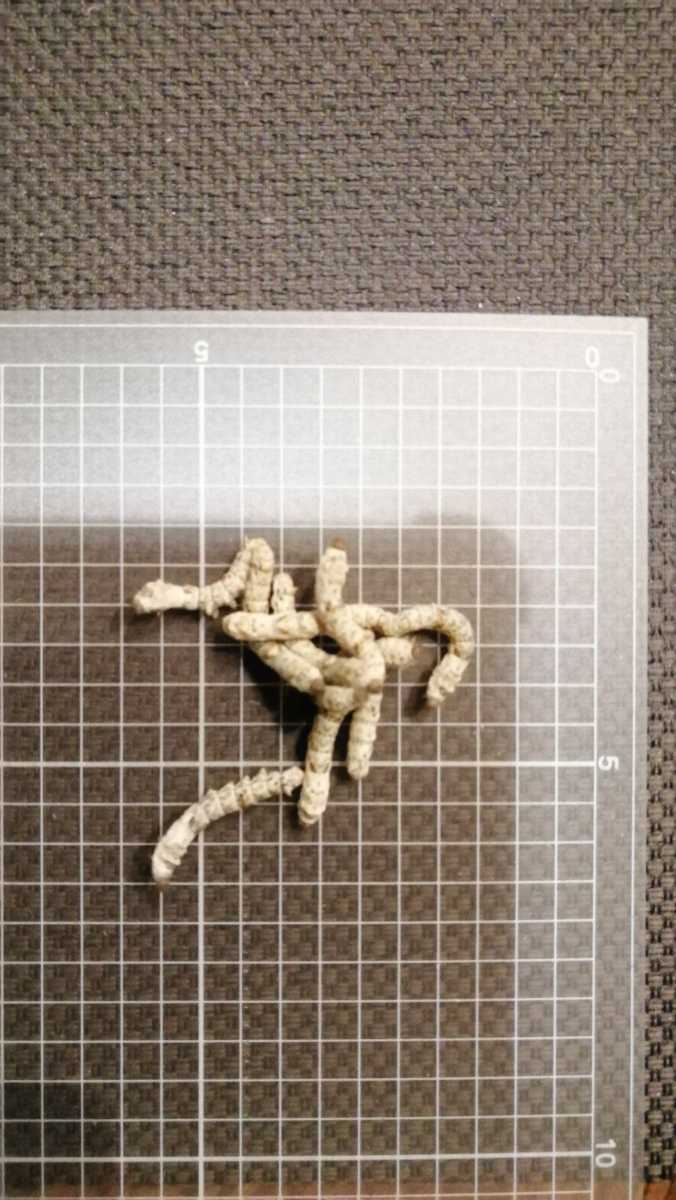 シルクワーム Ｓサイズ 20匹+20%増量 シルクワームフード50g付き　カイコ　蚕　_2