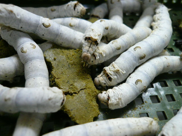 シルクワーム Ｓサイズ 20匹+20%増量 シルクワームフード50g付き　カイコ　蚕　_4