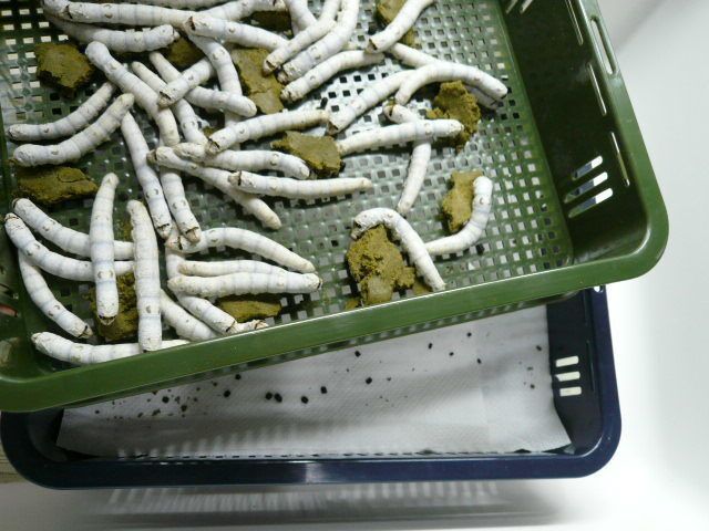 シルクワーム Ｓサイズ 20匹+20%増量 シルクワームフード50g付き　カイコ　蚕　_5