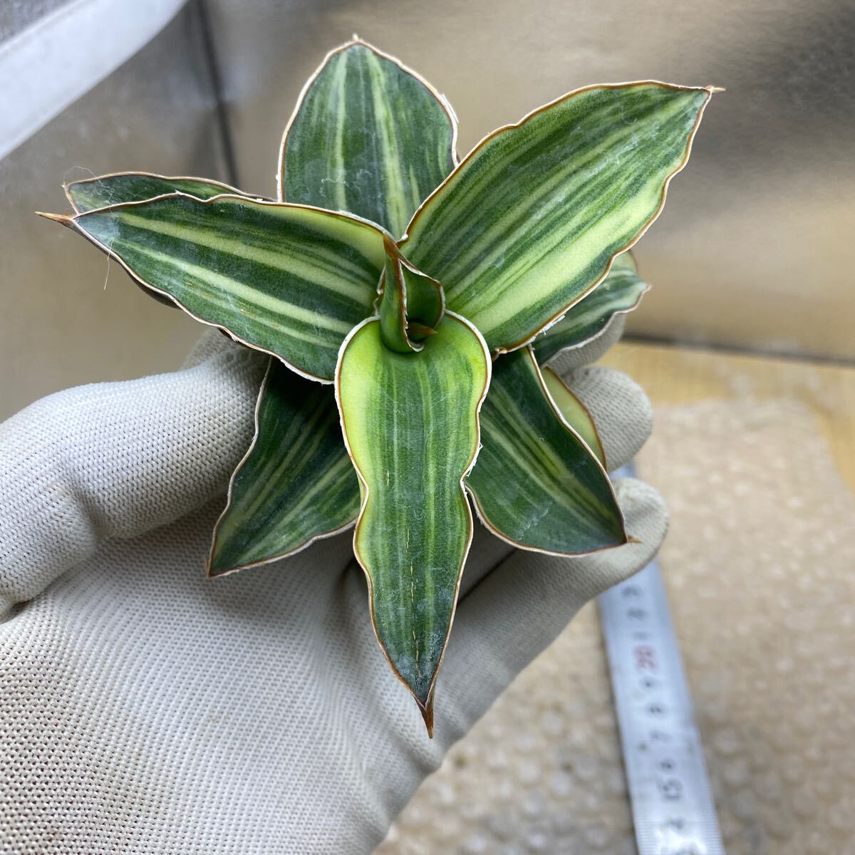 サンスベリア　サンセベリア セット キスマヨ　ブルークローン 超希少種 サンスベリア キスマヨ ブルー 斑入り SANSEVIERIA KISMAYO