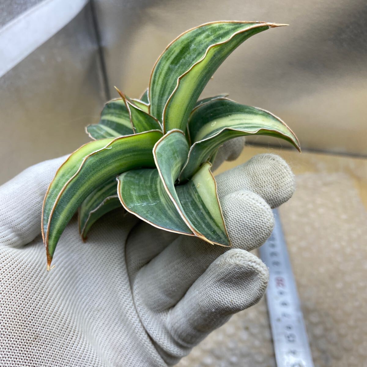 超希少種 サンスベリア キスマヨ ブルー 斑入り SANSEVIERIA KISMAYO