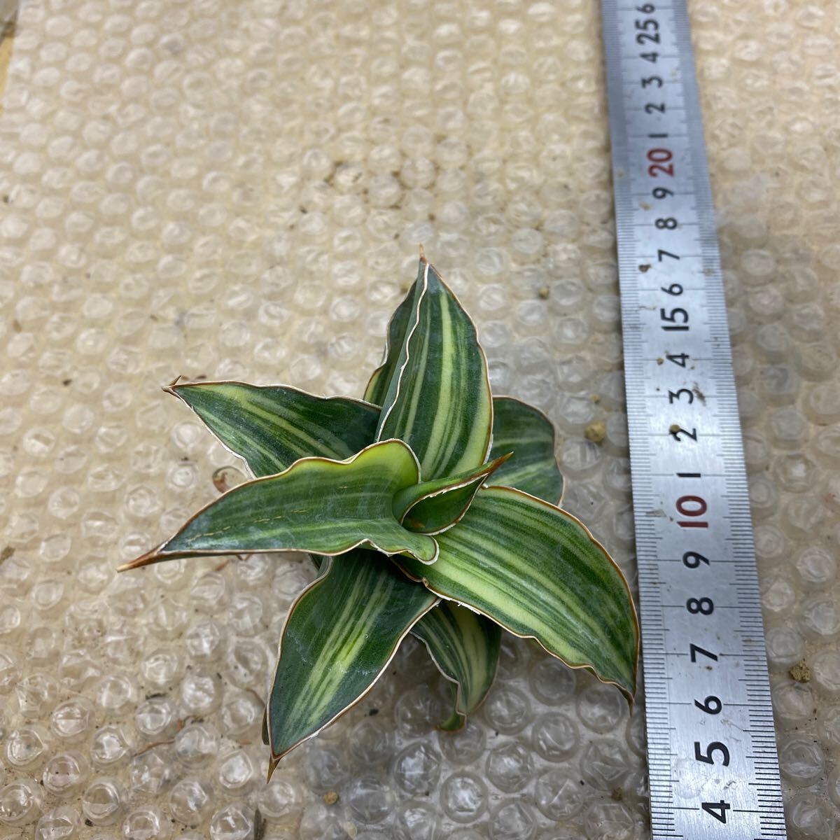 超希少種 サンスベリア キスマヨ ブルー 斑入り SANSEVIERIA KISMAYO