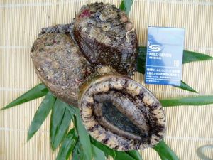 ■玄界灘産活アワビ大500ｇ◆高級天然黒あわび■_1
