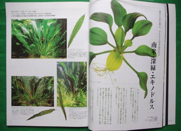 アクアプランツNo.1 創刊号 エキノドルス/ADA/水草 AQUA PLANTS(鑑賞魚