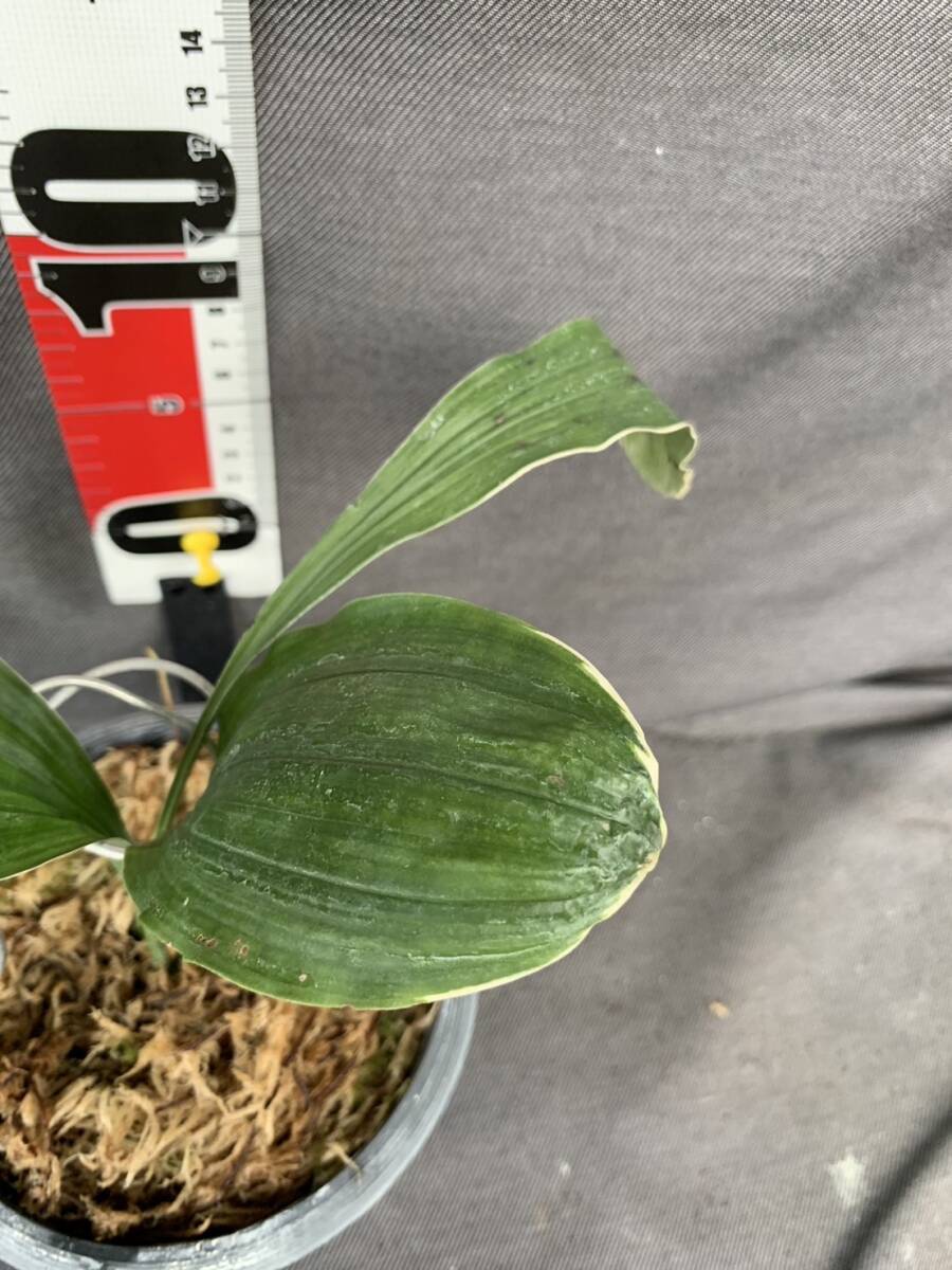 山野草　エビネ　神津系、フクリン_3