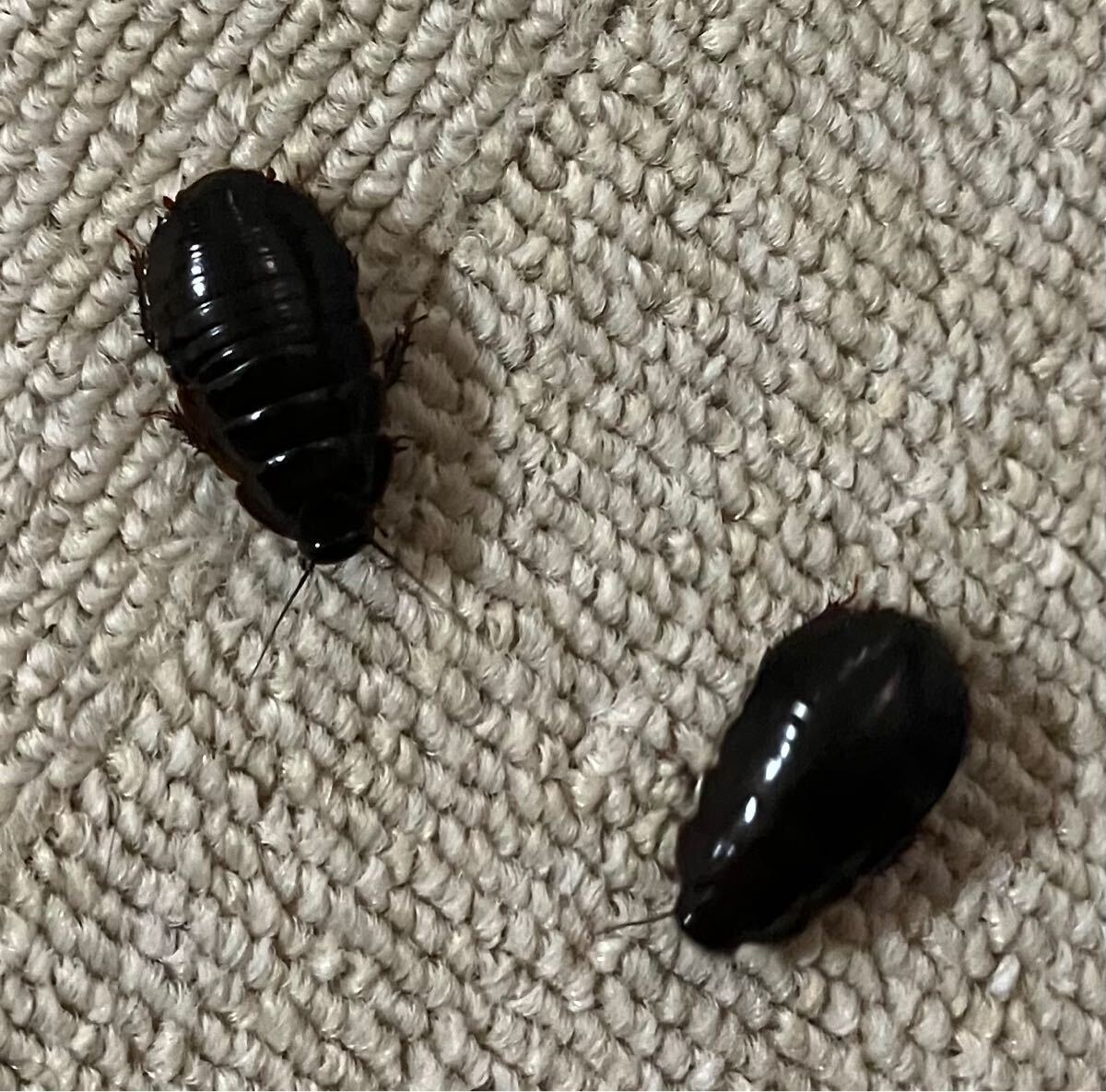 ヨロイモグラオオゴキブリ　オスメスペア_1