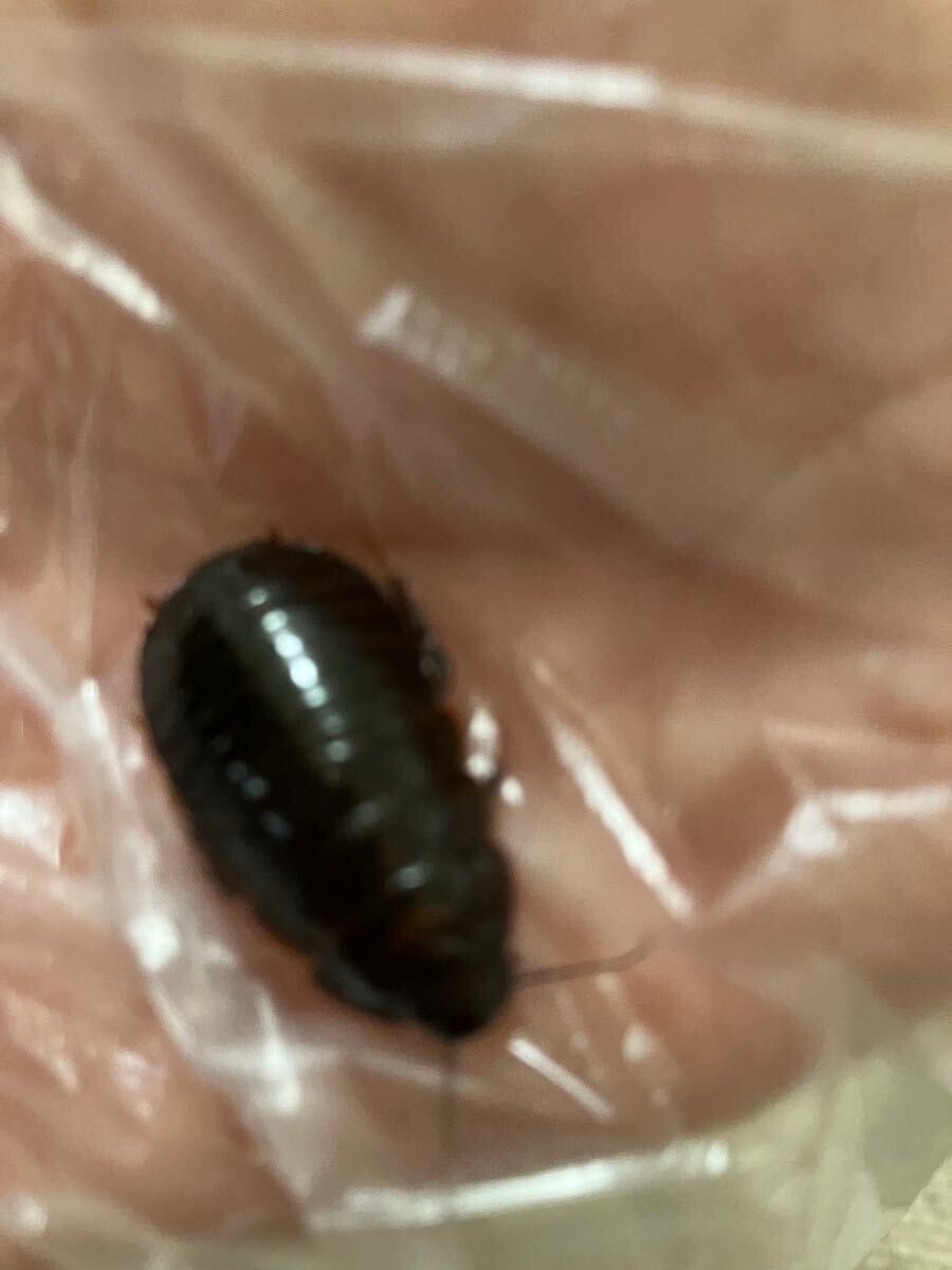 ヨロイモグラオオゴキブリ　オスメスペア_2