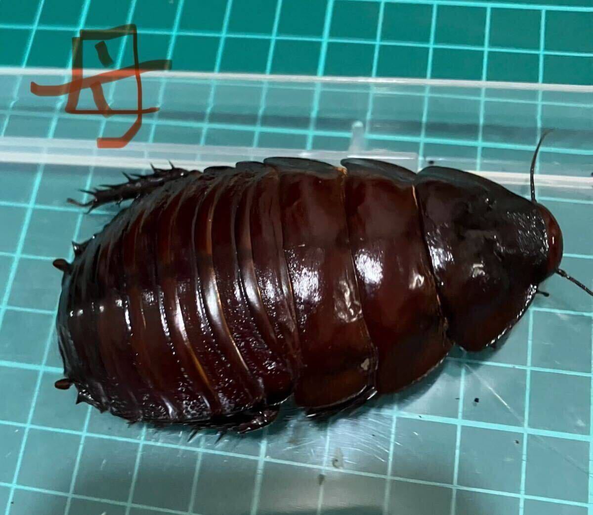 ヨロイモグラオオゴキブリ　オスメスペア_3