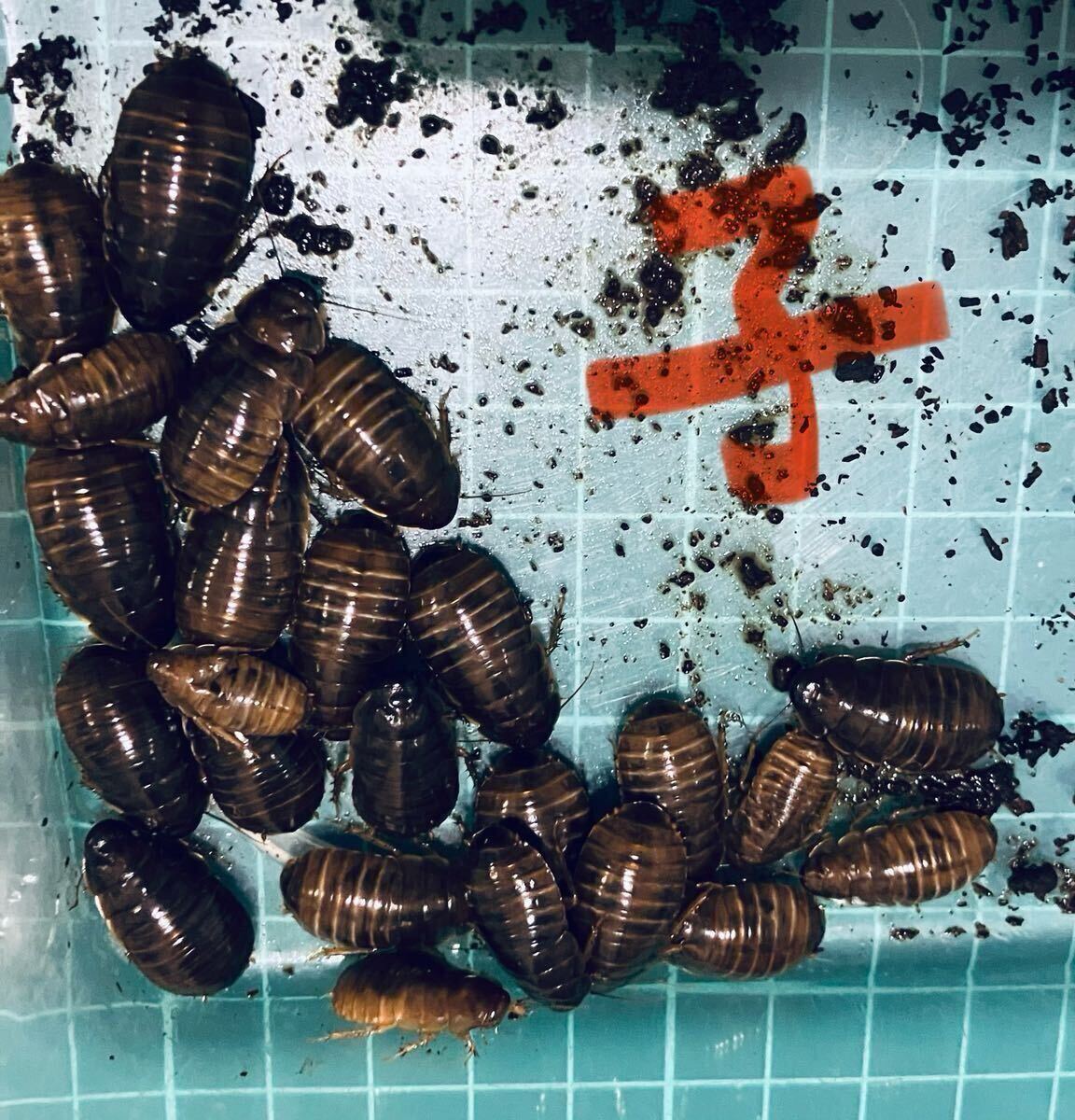 ヨロイモグラオオゴキブリ　オスメスペア_4