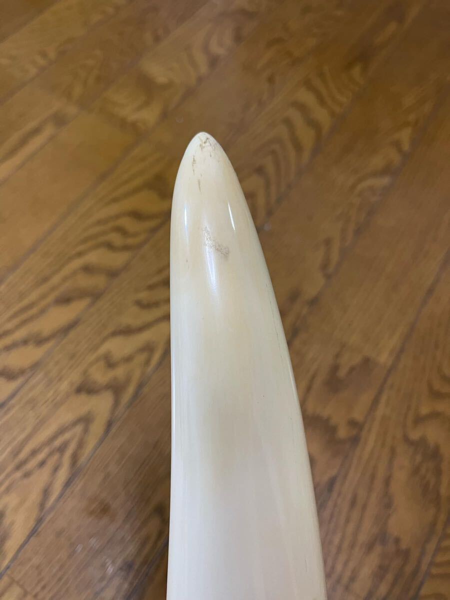 天然素材 白材 マンモス 重量2.05kg 加工用素材用 中古品 。 1円〜 象牙風 一本物 白材芯料 天然素材 マンモス 長約120cm 重量約7