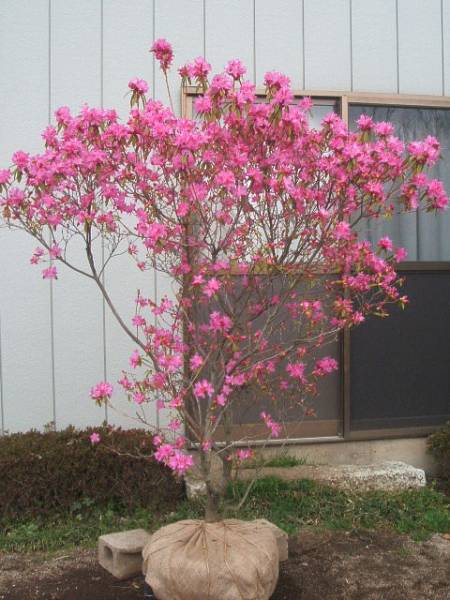 ヨシノツツジ 樹高1．6m 吉野ツツジ(植木、庭木)｜売買された