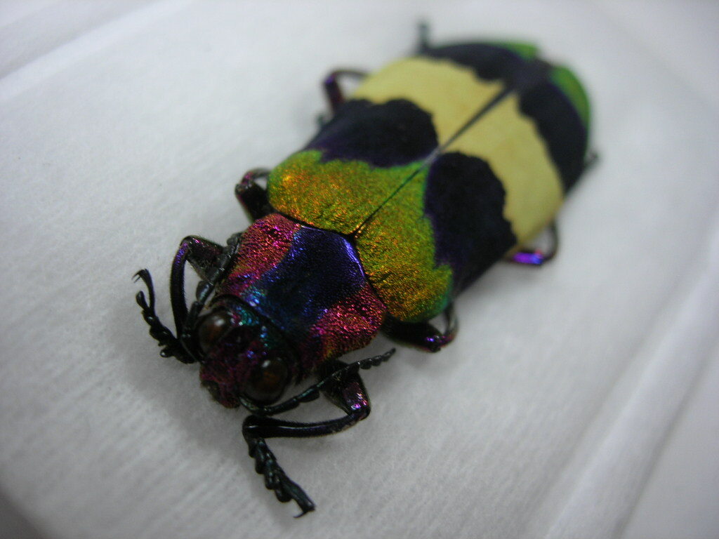 昆虫標本★タイの美麗タマムシ_1