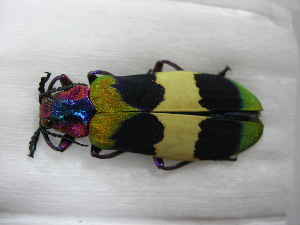 昆虫標本★タイの美麗タマムシ_2