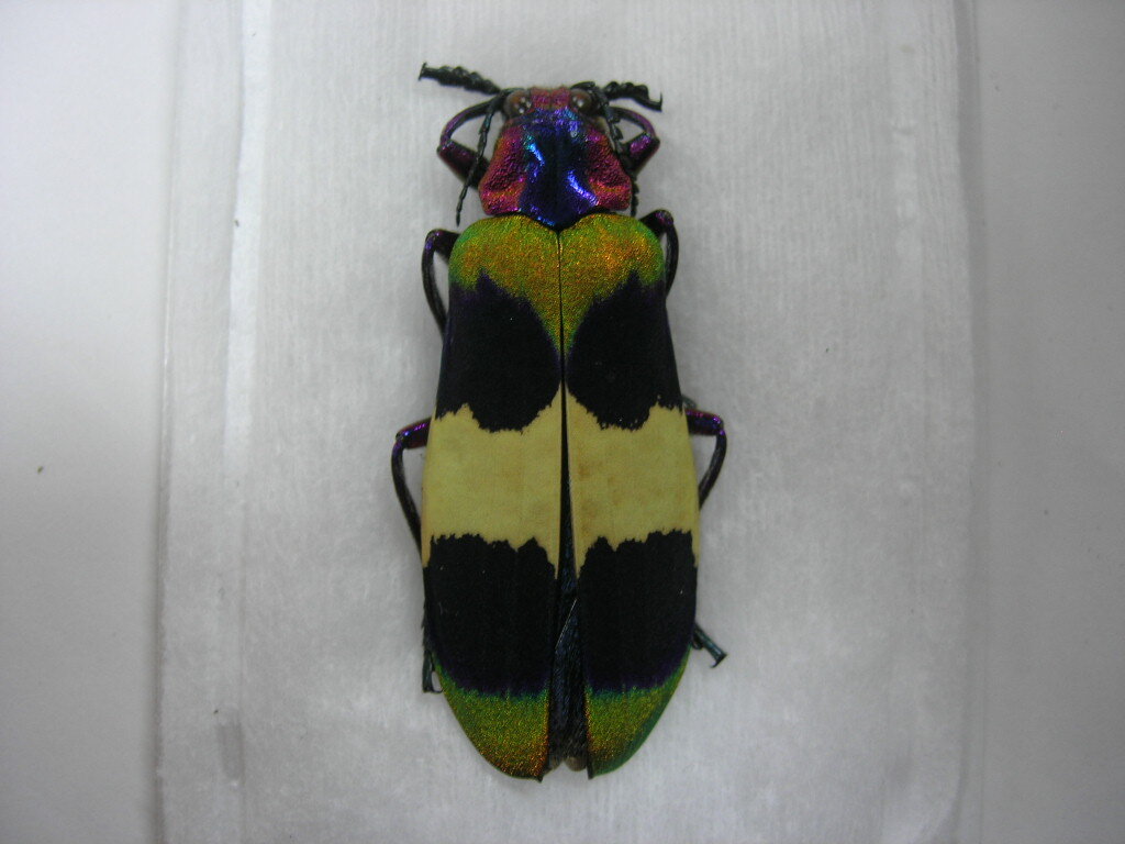 昆虫標本★タイの美麗タマムシ_3