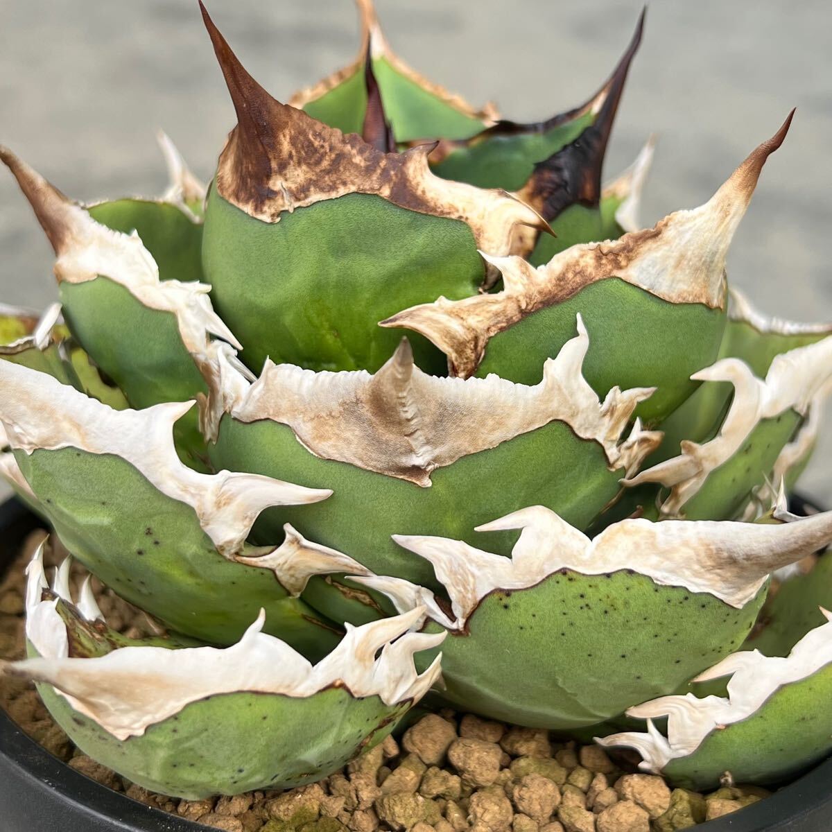［親株出品］アガベ　シャークソード N PLANTS] 親株出品 アガベ チタノタ 'シャークソード' agave titanota