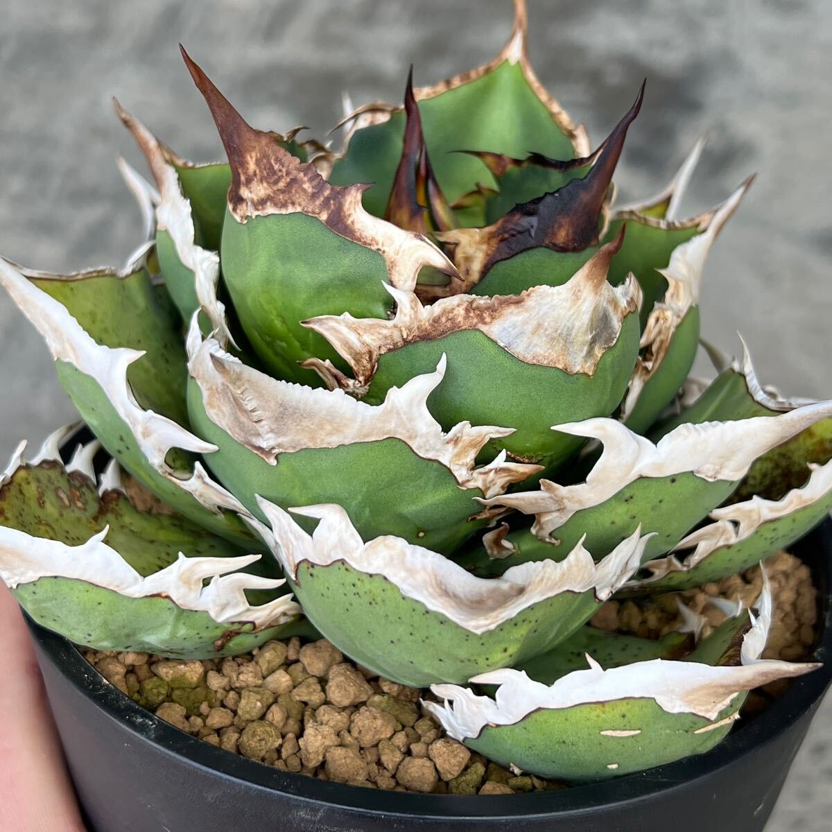 ［親株出品］アガベ　シャークソード N PLANTS] 親株出品 アガベ チタノタ 'シャークソード' agave titanota