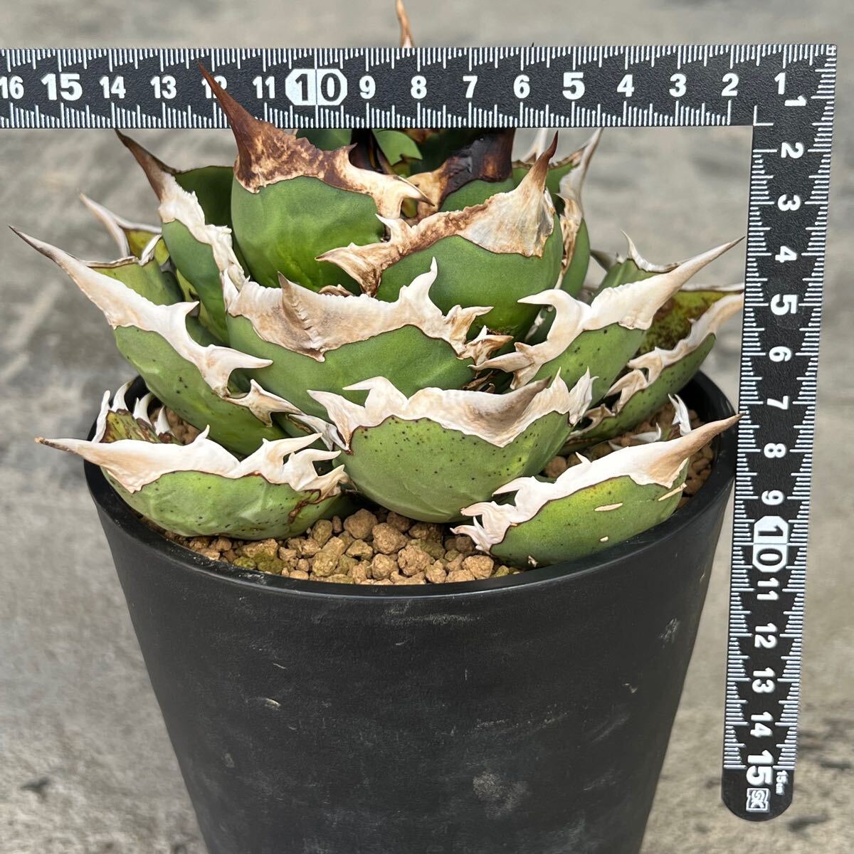 N PLANTS] 親株出品 アガベ チタノタ 'シャークソード' agave titanota