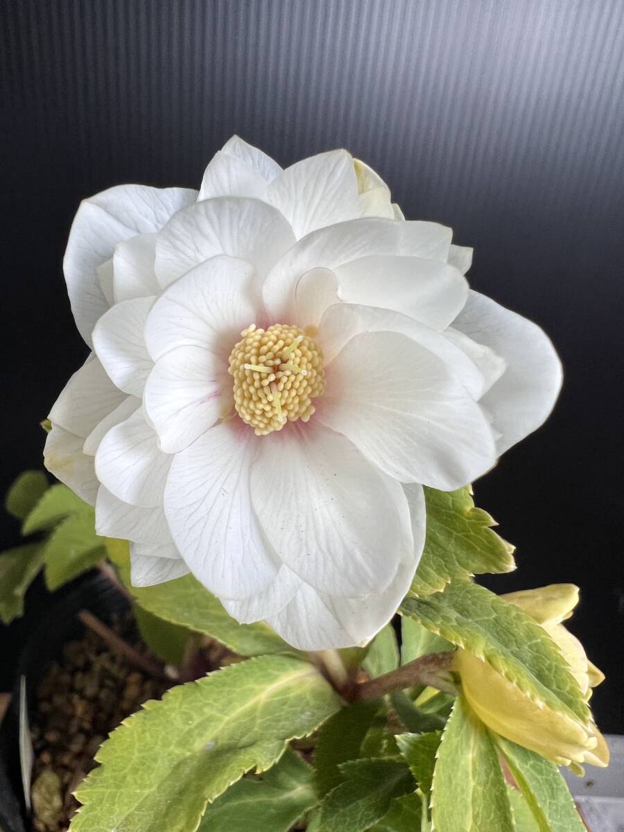 52◎ホワイトゴールド　レッドフラッシュ　ダブル　開花株　　クリスマスローズ　加藤農園