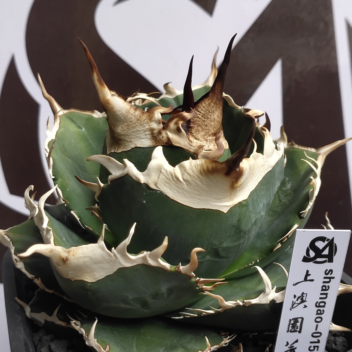 アガベ shangao-015雲雀 チタノタ Yahoo!オークション メルカリ 「雲雀 