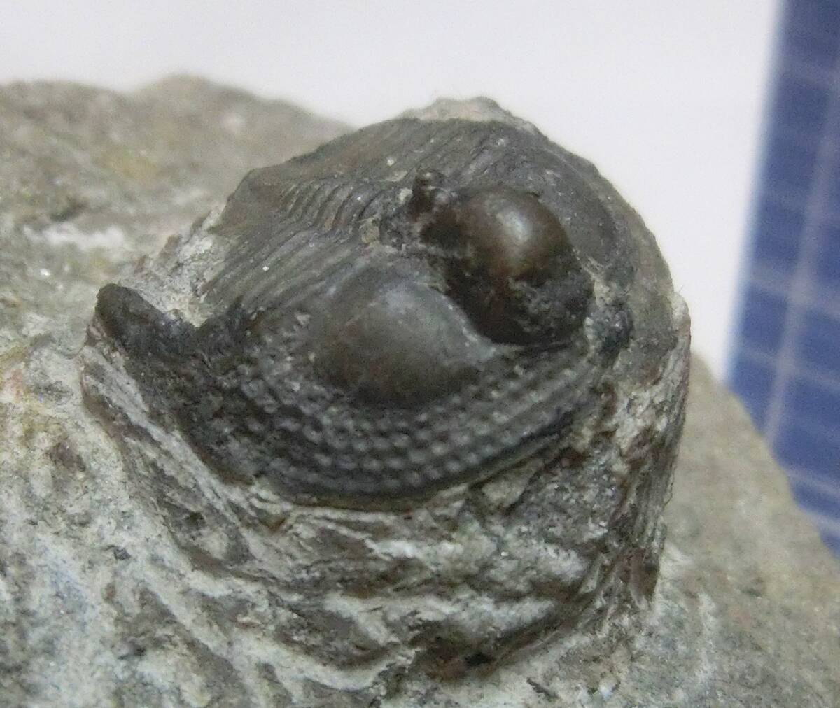 三葉虫化石激レア Onnia Trinucelina モロッコ産 オルドビス紀後期