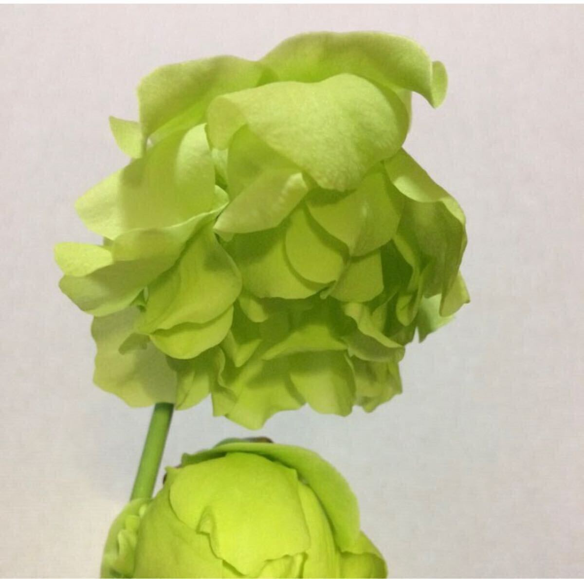 花卉圖2 食虫植物 サラセニア sarracenia アラタ 八重咲株 【公式通販】