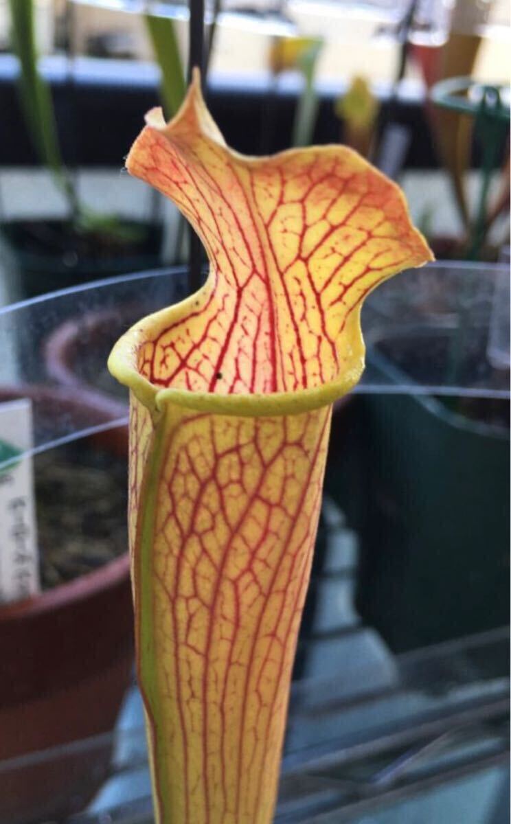 花卉圖2 食虫植物 サラセニア sarracenia アラタ 八重咲株 【公式通販】