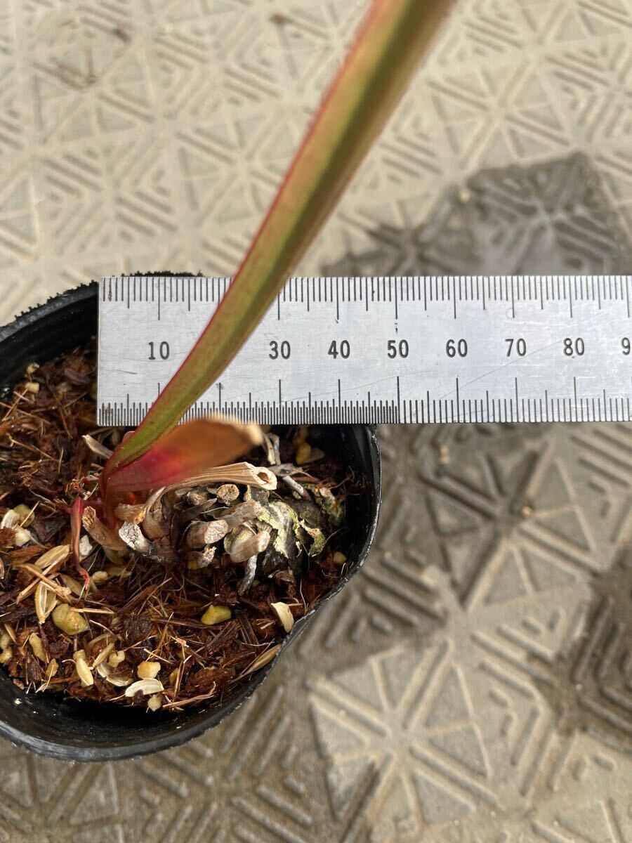 食虫植物 サラセニア sarracenia アラタ 八重咲株 【公式通販】