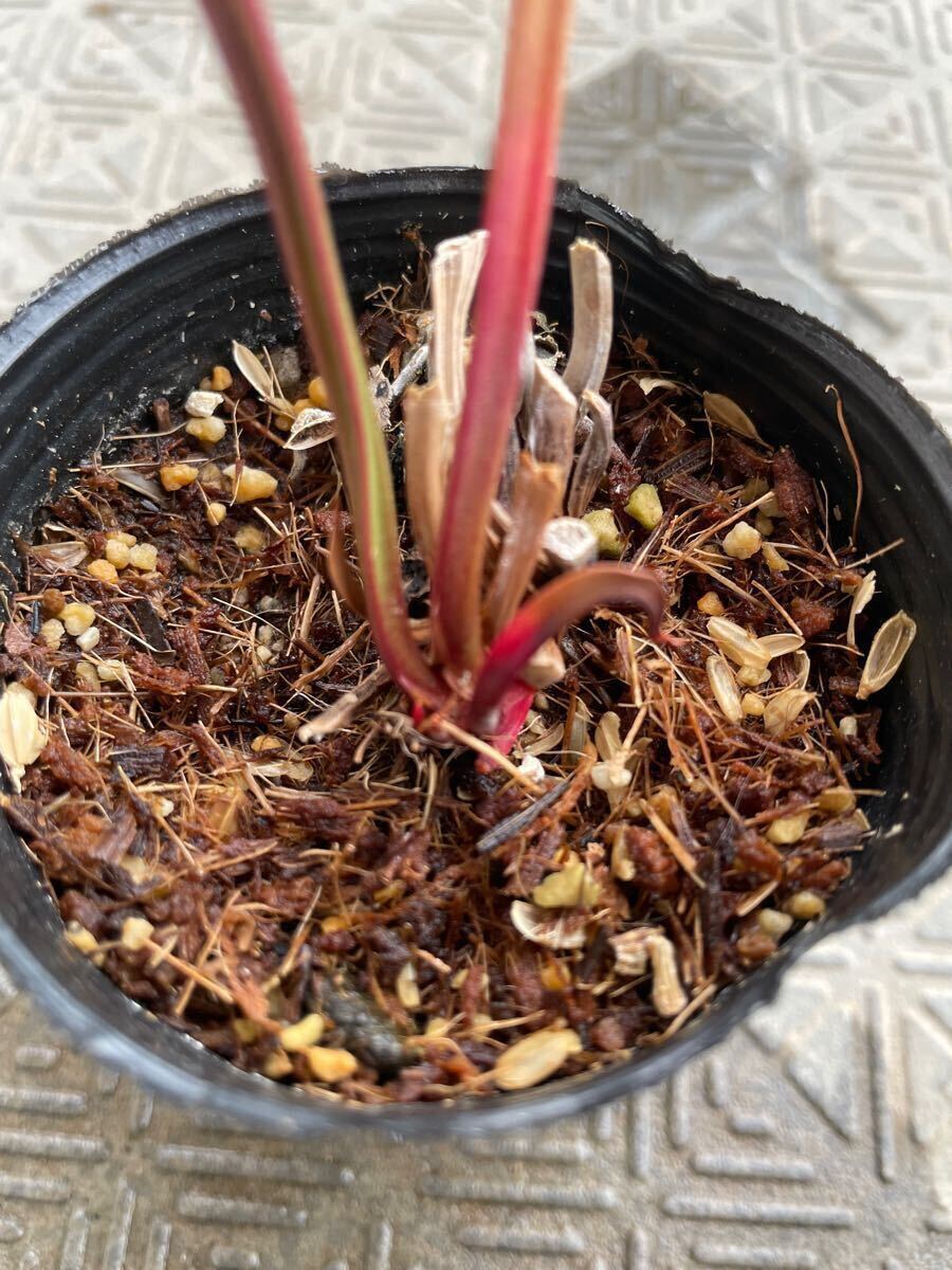 花卉圖2 食虫植物 サラセニア sarracenia アラタ 八重咲株 【公式通販】