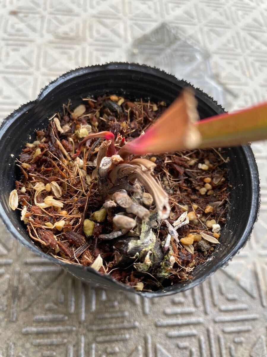 食虫植物 サラセニア sarracenia アラタ 八重咲株 【公式通販】