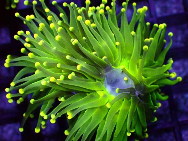 Torch Coral Green - – Jewel トーチコーラルジュエルグリーン／Torch