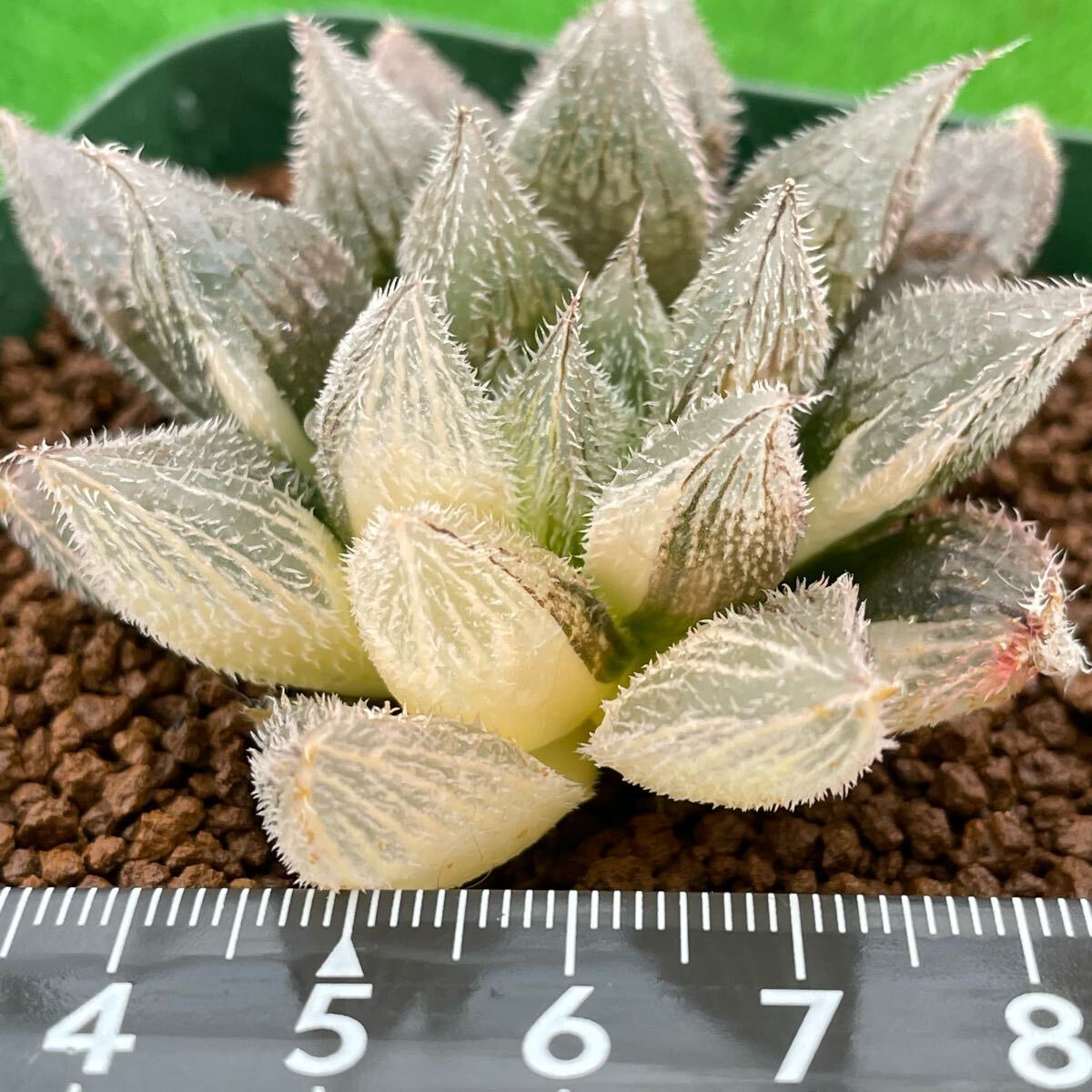ハオルチア 多肉植物 白雪絵巻錦 - メルカリ ≧∇≦）多肉植物 白雪 