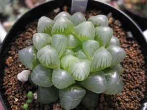 多肉植物　オブツーサ☆ハオルチア☆サボテン_1