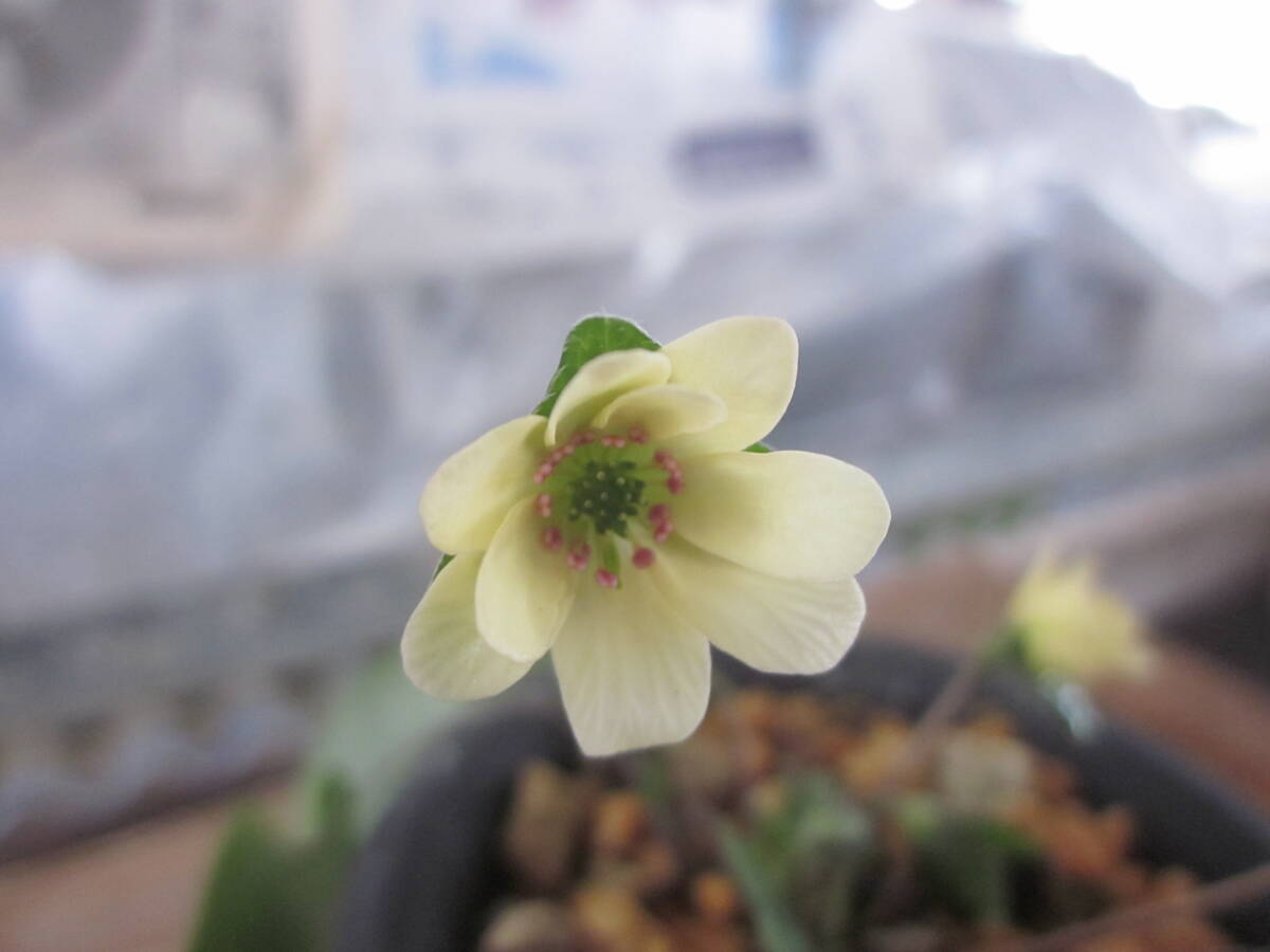 鉢植え　山野草　雪割草　黄花皇帝Ｆ2選別品　　開花中　二芽寸前苗_1