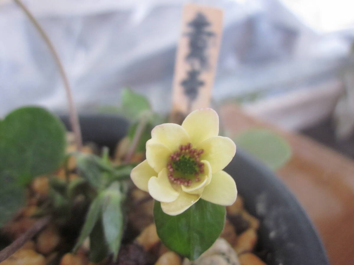 鉢植え　山野草　雪割草　黄花皇帝Ｆ2選別品　　開花中　二芽寸前苗_2