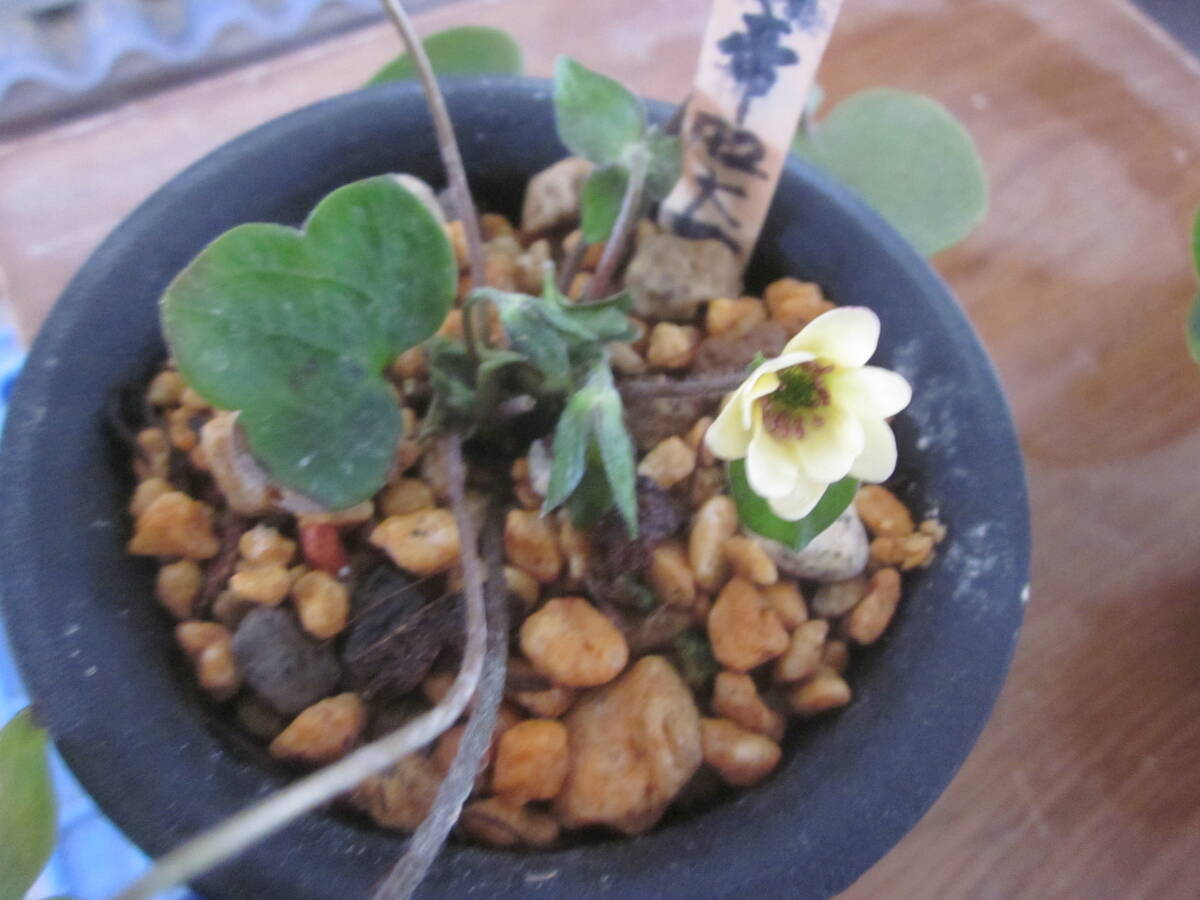 鉢植え　山野草　雪割草　黄花皇帝Ｆ2選別品　　開花中　二芽寸前苗_3
