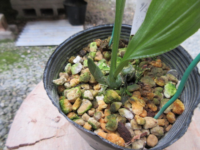 えびね　エビネ蘭　「金将」_3