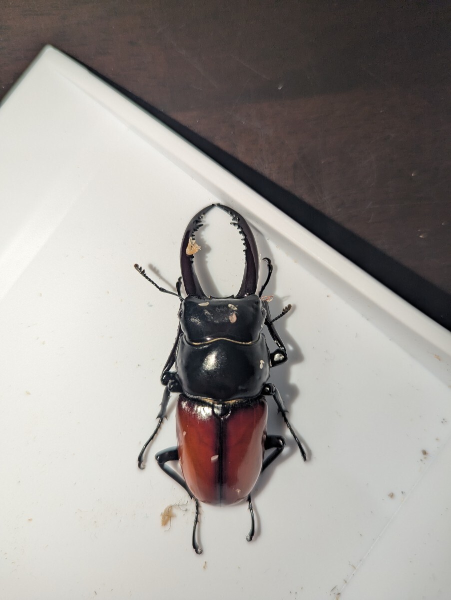 アローコクワガタ 亜種リエン_1