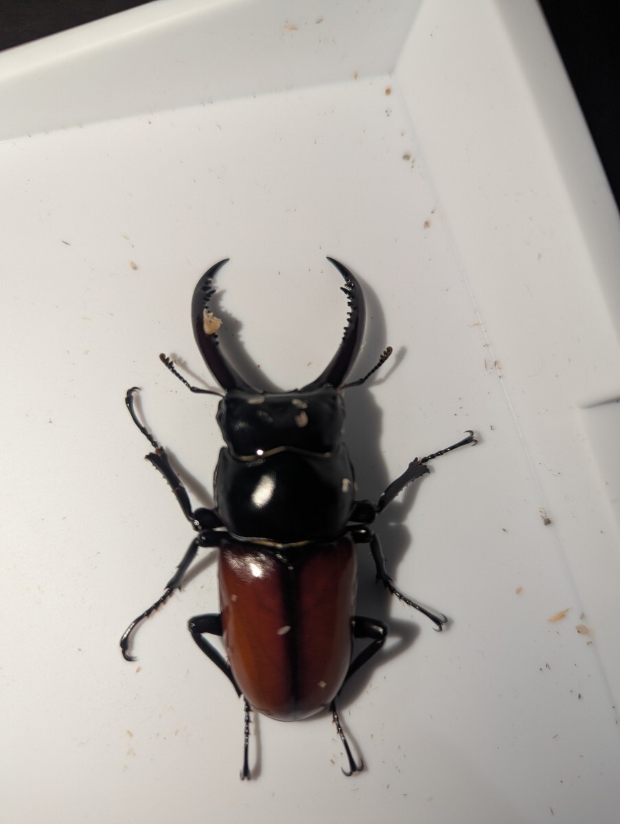 アローコクワガタ 亜種リエン_2