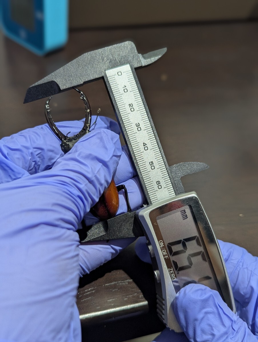 アローコクワガタ 亜種リエン_3