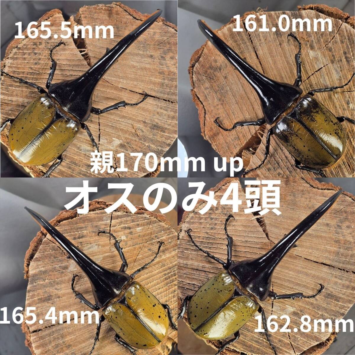 ヘラクレスオオカブトムシ ヘラクレスヘラクレス クアドループ産 オス
