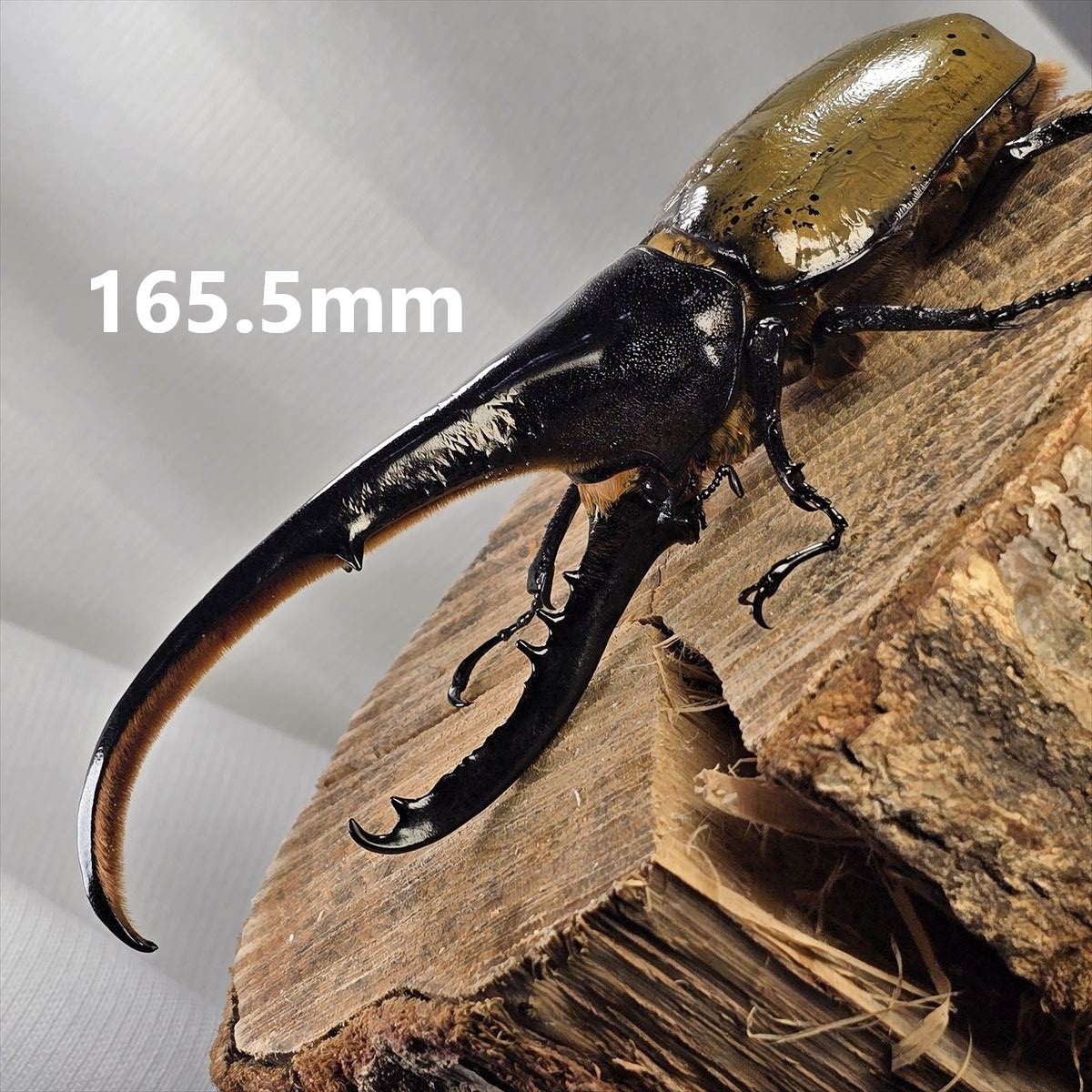 ヘラクレスオオカブトムシ ヘラクレスヘラクレス クアドループ産 オス