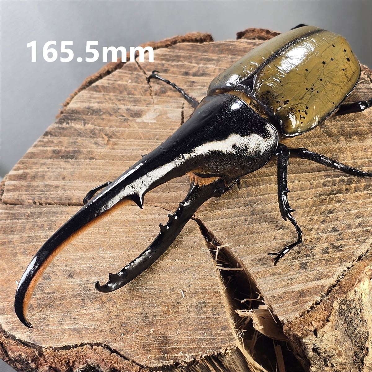 ヘラクレスオオカブトムシ ヘラクレスヘラクレス クアドループ産 オス
