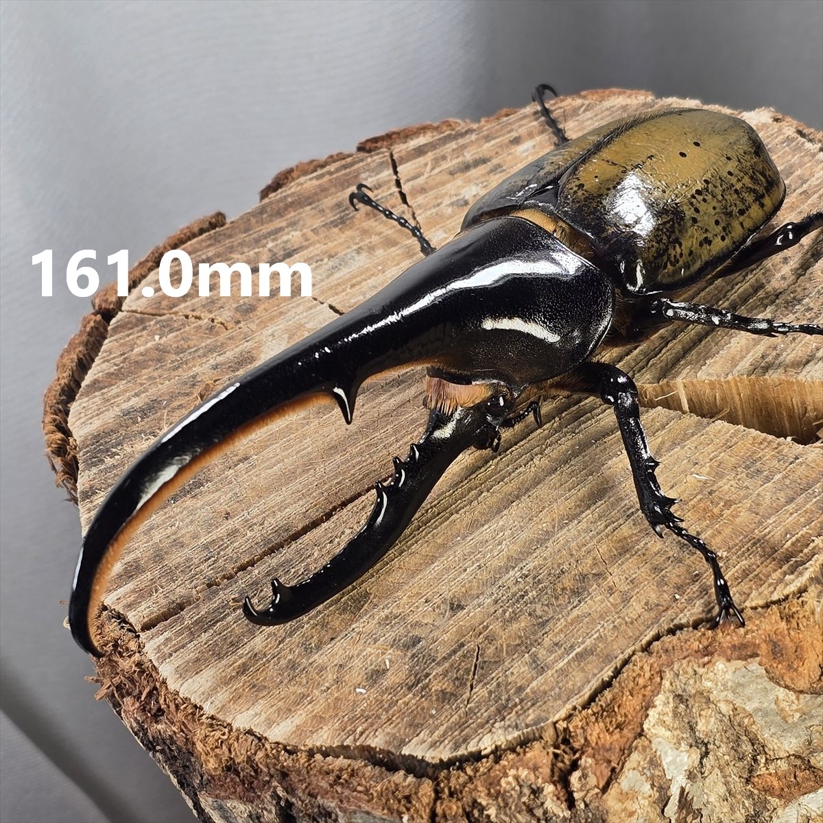 ヘラクレスオオカブトムシ ヘラクレスヘラクレス クアドループ産 オス