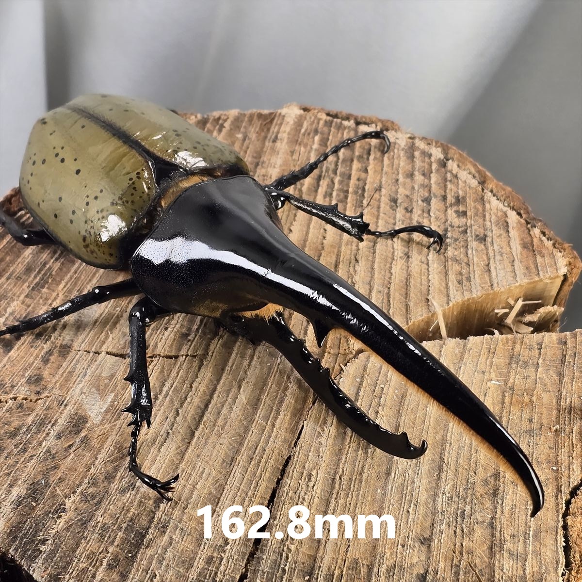 ヘラクレスオオカブトムシ ヘラクレスヘラクレス クアドループ産 オス